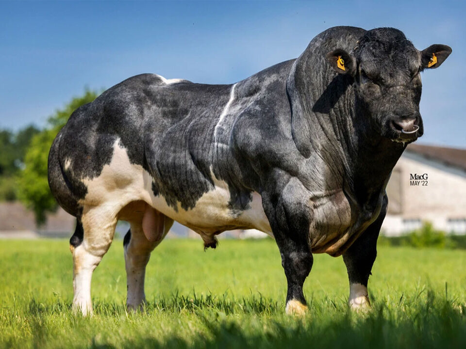 Belgian Blue Bulls Elite Pedigree Genetics Bringing The BEST Of 