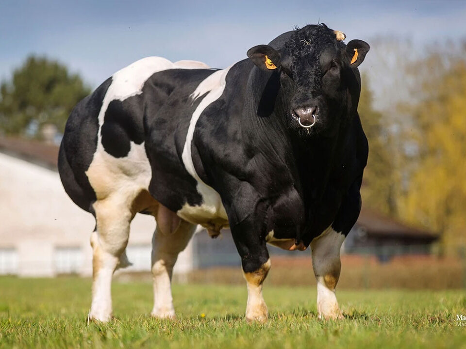 Belgian Blue Bulls Elite Pedigree Genetics Bringing The BEST Of 