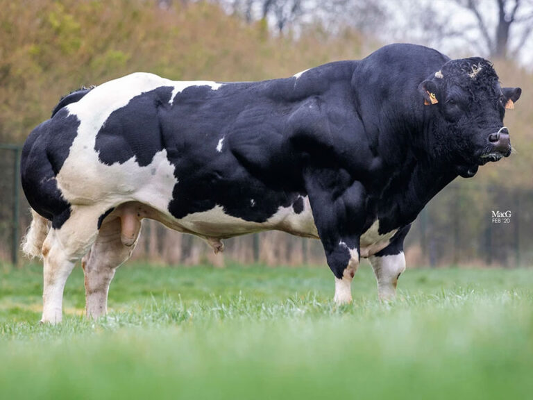 Belgian Blue Bulls Elite Pedigree Genetics Bringing The BEST Of 