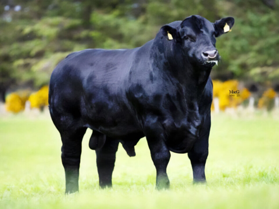 Tonley Royal Legend TF74