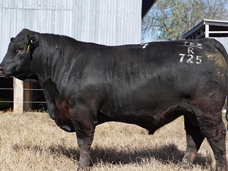 Texas Iceman R725