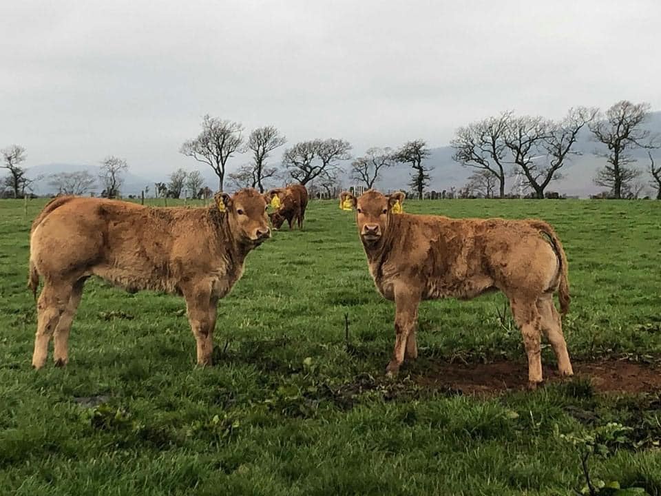 a magnum calf Ampertaine magnum semen