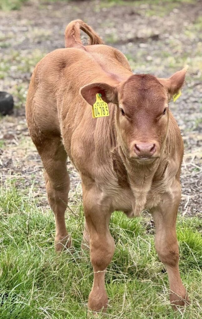 ampertaine elgin semen