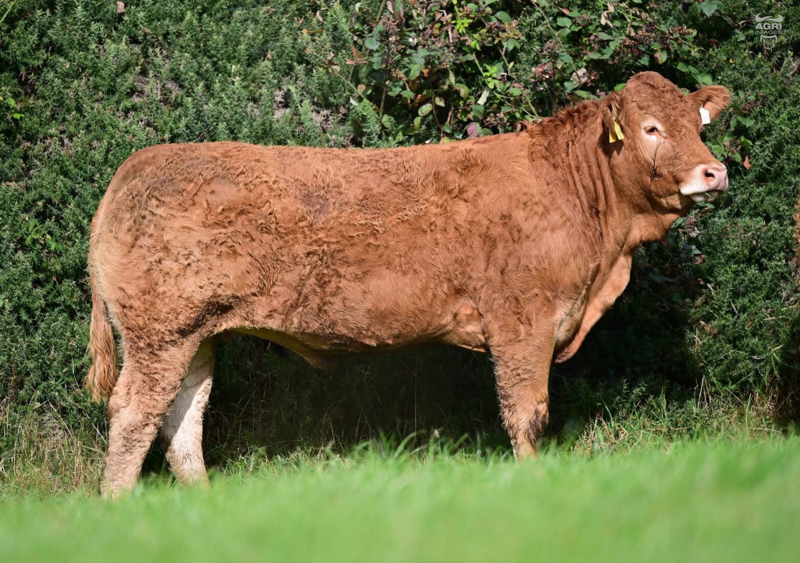 ballyline vera by prince