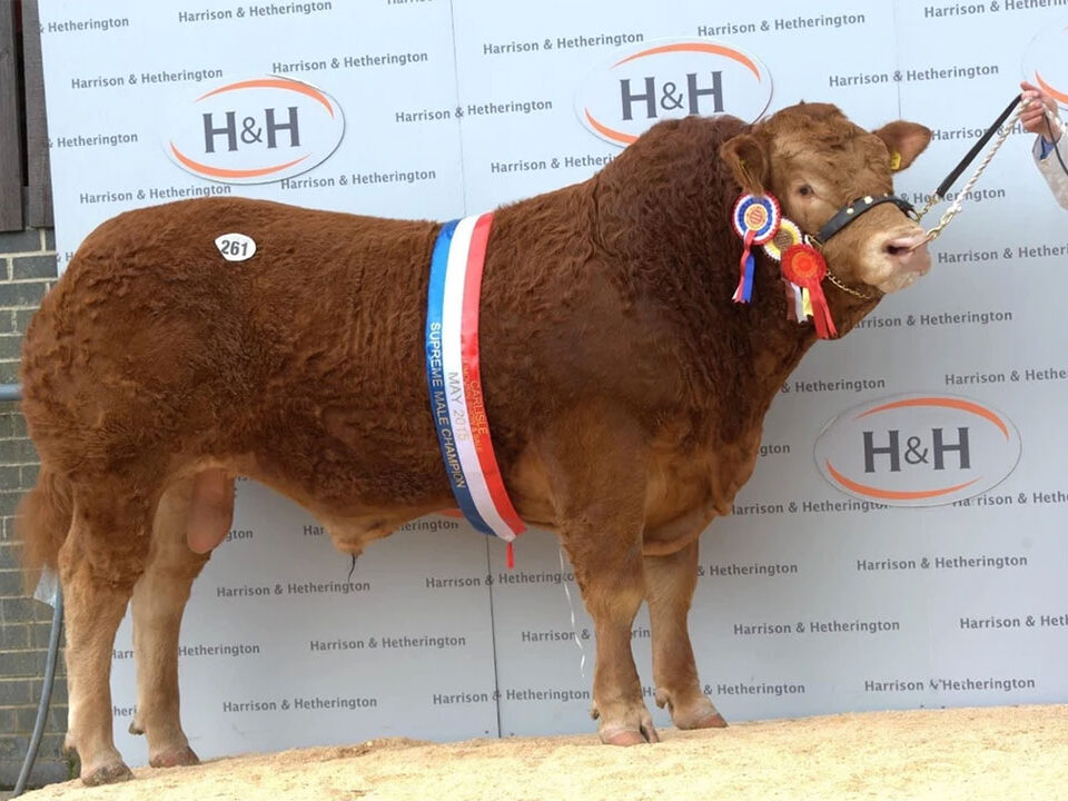 Foxhillfarm Jasper