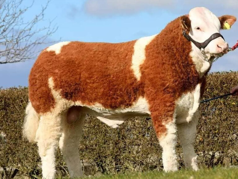 Lissadell Mr Mullarkey VIP