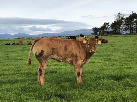magnum calf