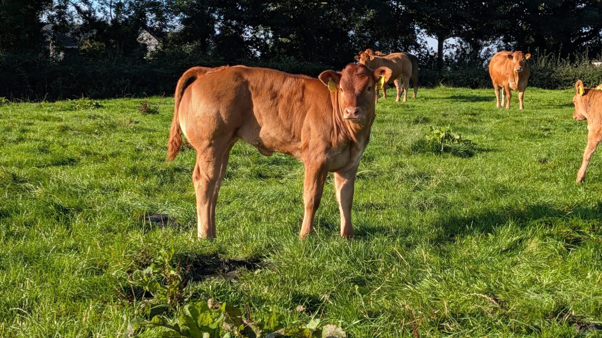 topper calf