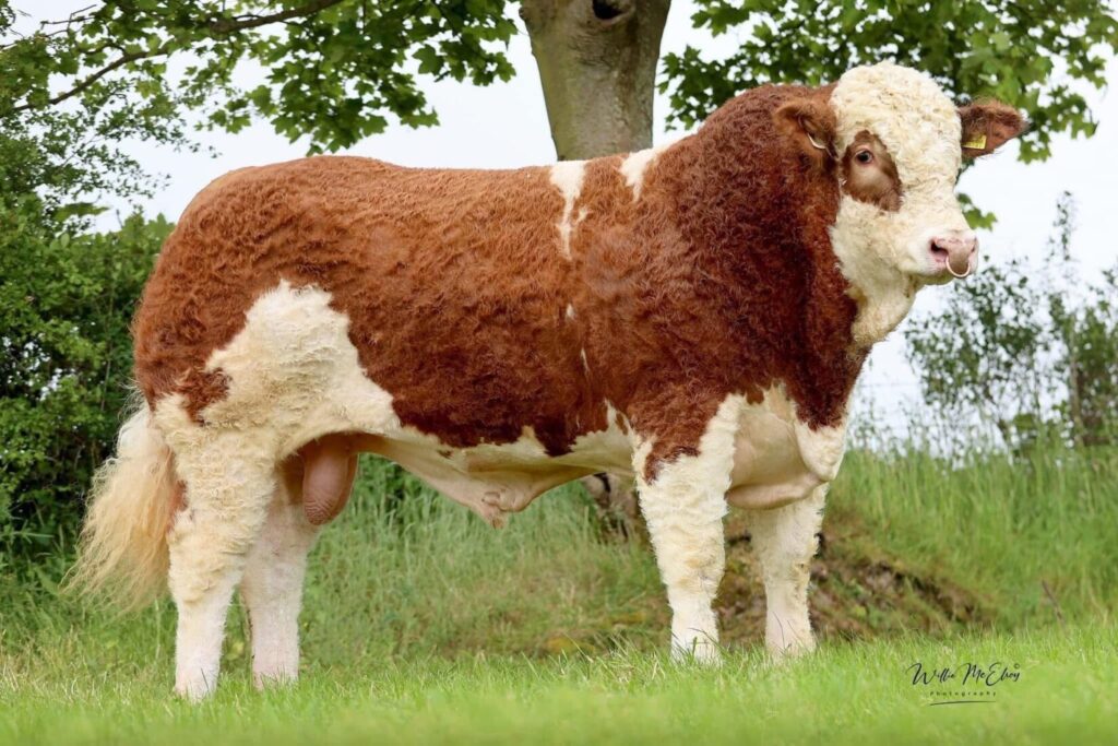 prancer