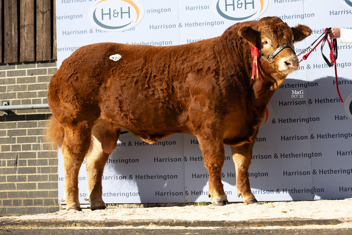foxhillfarm titan semen foxhillfarm titan